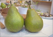 山形の果物西洋梨オーロラ