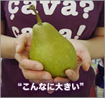 山形の果物西洋梨オーロラ季節限定