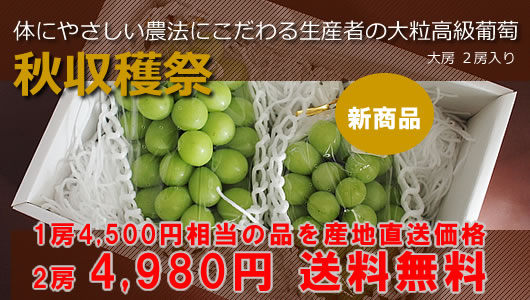 高級葡萄山形 大粒シャインマスカット