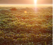 �������ᓤ���ƒ���