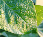 �������ᓤ�̗t���I