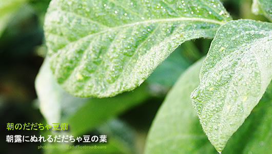 �������ᓤ�̗t�@���I�ɂʂ��