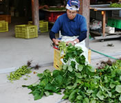 �������ᓤ�}����t���Ƃ�