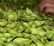 �������ᓤ�̑I��