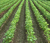 �������ᓤ�@��