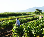 �������ᓤ��