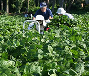 �������ᓤ���v�w��l�O�r