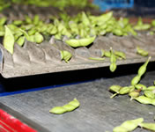 �������ᓤ�̑I��