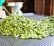 �������ᓤ