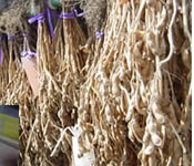 �������ᓤ�̎�