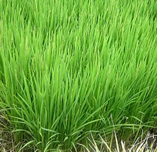 ���S���S�Ȍ���