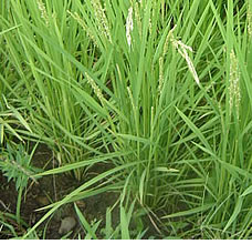 ���S�Ȍ��ā@