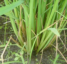 �}�N���r�I�e�b�N