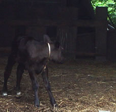 �Y���̂��Č��Ă����Ђ���