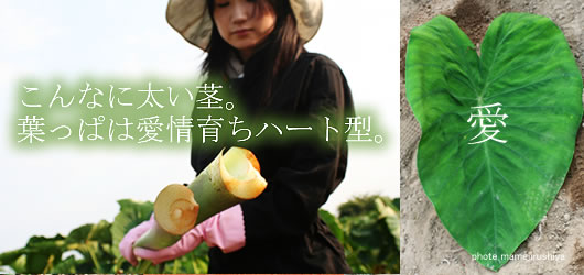 ���˂����@�����R�`�̂����ϗp����������