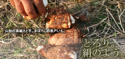 �����R�`�̂����ϗp����������