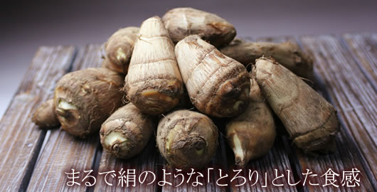 ���˂����@�����R�`�̂����ϗp����������