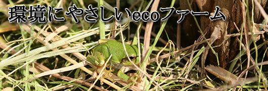 ���N�Ȃ���ڂɂ͍����������ς�