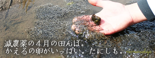 �󏭂ȕ��i�摜�I�c��ڂɂ�������̃J�G���̗��B