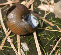 �c��ڂ̃^�j�V