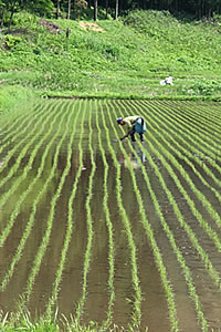 �R�`�Y���ĎY�n���������Ђ���͂��ʂ�