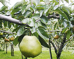 ���t�����X�@�R�`�@�̔�