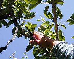 ���t�����X�@�R�`�@�̔�