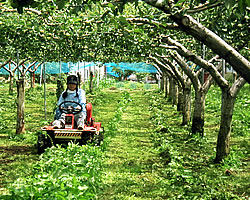 ���t�����X�@�R�`�@�̔�