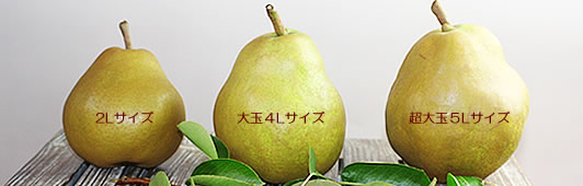 �R�`�̃��t�����X���I�i