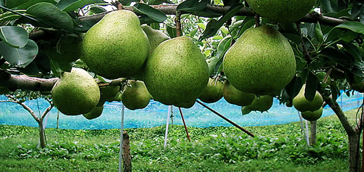 ���t�����X�@�R�`�@�̔�