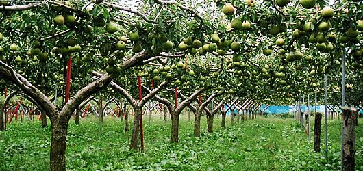 ���t�����X�@�R�`�@�̔�