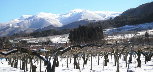 ���t�����X�@�R�`�@�̔�