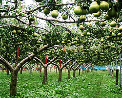 ���t�����X�@�R�`�@�̔�