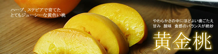 �R�`�̉������Y�n����