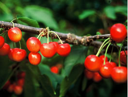 �������ڍ����юR�`�Y�n����