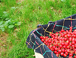 �������ڍ����юR�`�Y�n����