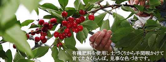 �������ڍ����юR�`�Y�n����