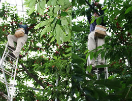 �������ڍ����юR�`�Y�n����