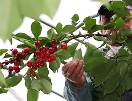 �������ڍ����юR�`�Y�n����