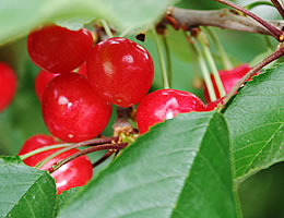 �������ڍ����юR�`�Y�n����