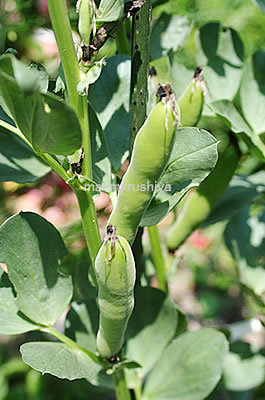 �A�h�I�t�B�X�u���[�h�r�[���Y