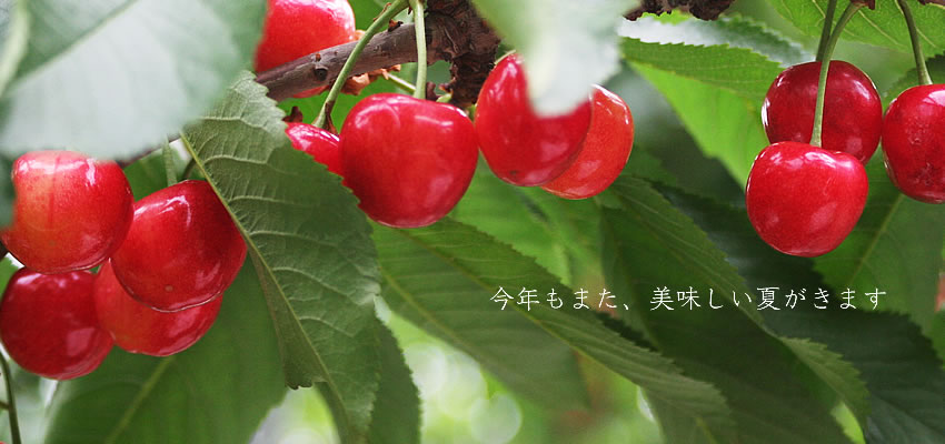 �������ڍ�����"