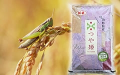 �R�`�̈��S�āu��P�v�u���ہv���ʍ͔|�F��*���\��